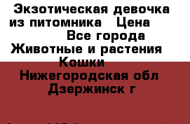 Экзотическая девочка из питомника › Цена ­ 25 000 - Все города Животные и растения » Кошки   . Нижегородская обл.,Дзержинск г.